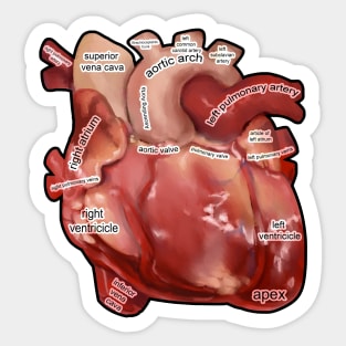 Anatomy of the  Human Heart Sticker